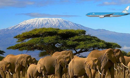 Elephant herd on the plains below snow-capped Mount Kilimanjaro