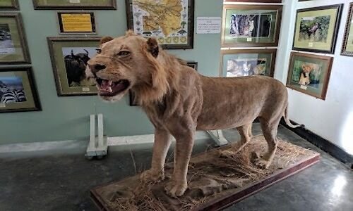Mounted lion on display in an Arusha museum