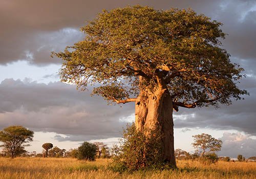 A giant baobab tree standing in the grasslands of Tarangire National Park