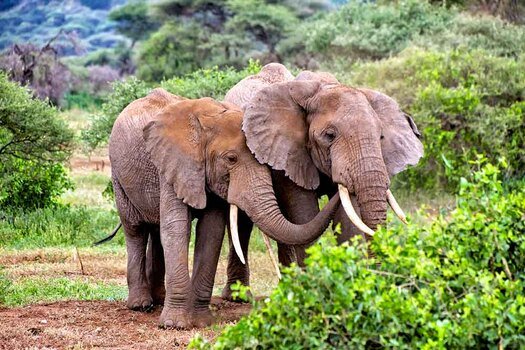 Two elephants side by side in the green bush of Lake Manyara National Park