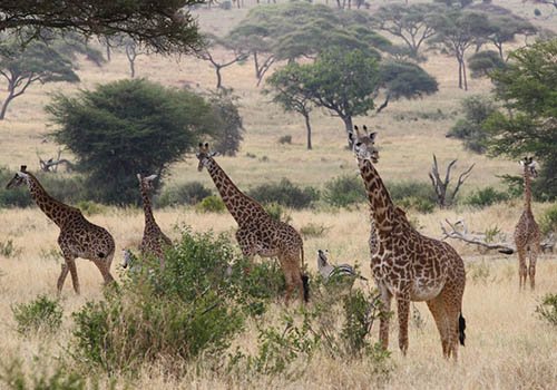 Giraffes among acacia trees in Tarangire National Park