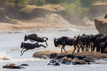 Wildebeest leaping into the river during a Great Migration crossing