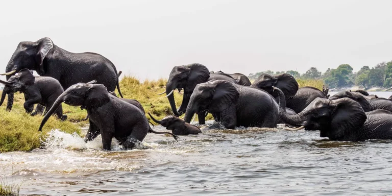 Elephant herd wading across a river