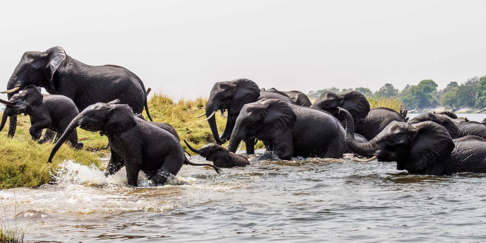Elephant herd wading across a river