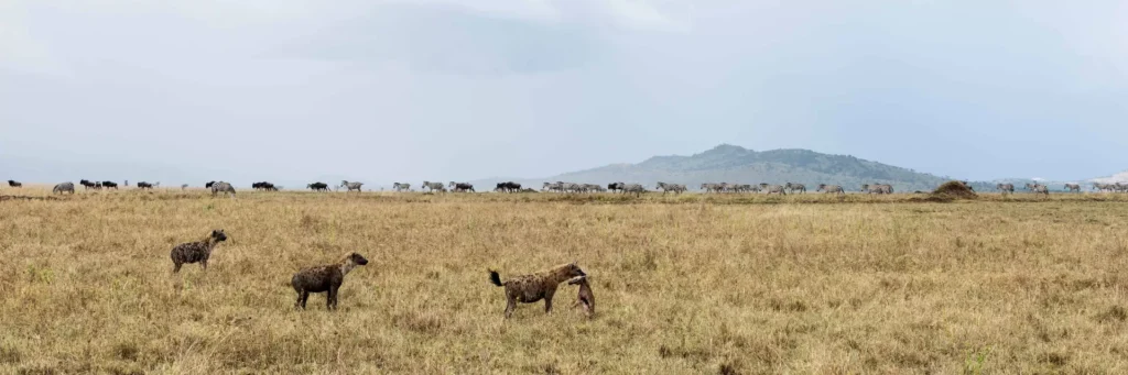 Hyena holding a prey serengeti tanzania africa, Tanzania