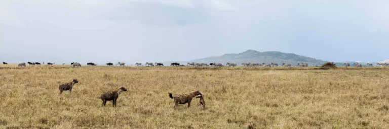 Hyena holding a prey serengeti tanzania africa, Tanzania