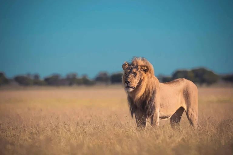 Lion in the Selous Game Reserve / Nyerere National Park, Tanzania