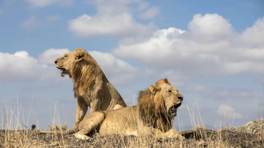 Lion in african national park, Tanzania