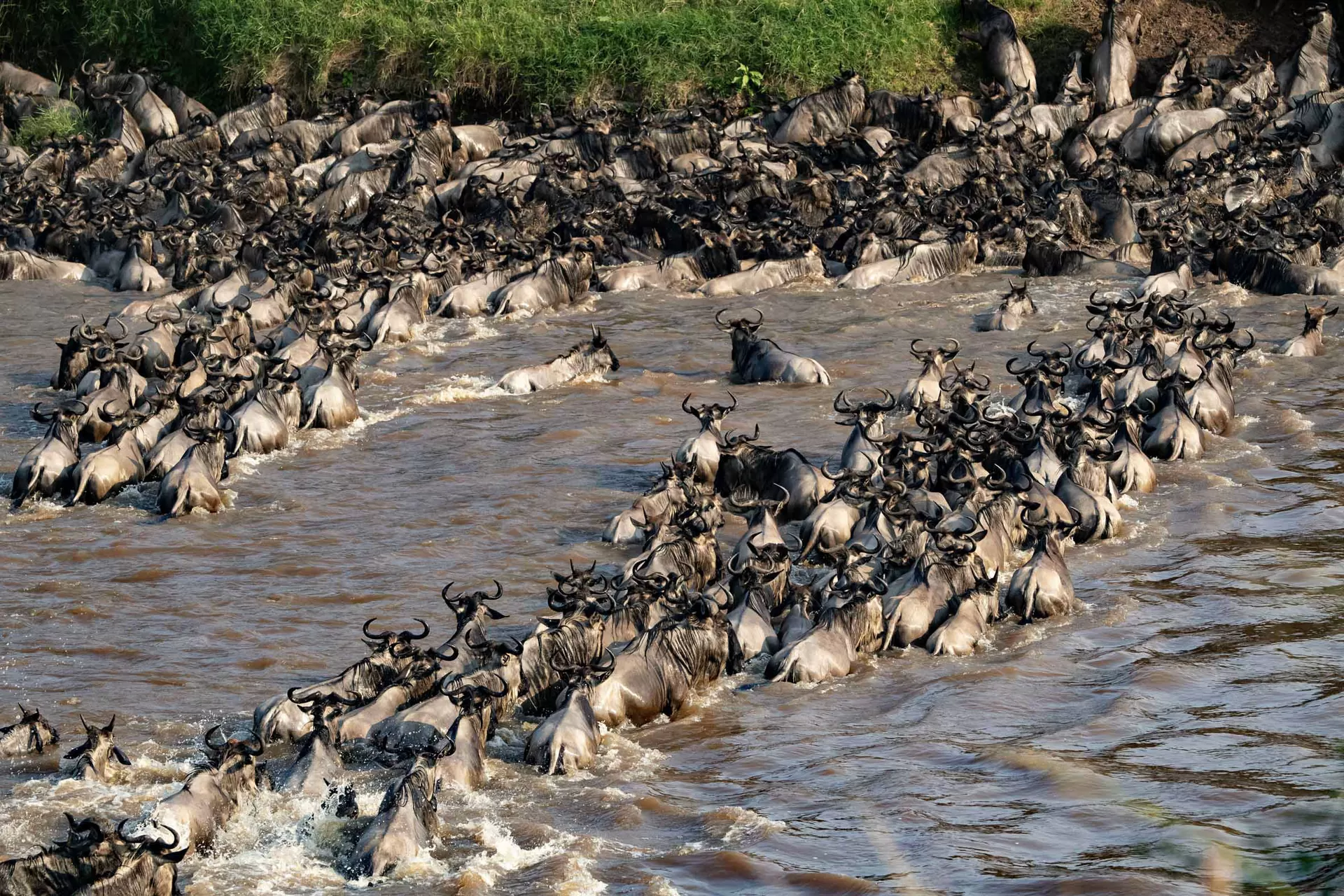 Wildebeest herd crossing a river during the Great Migration