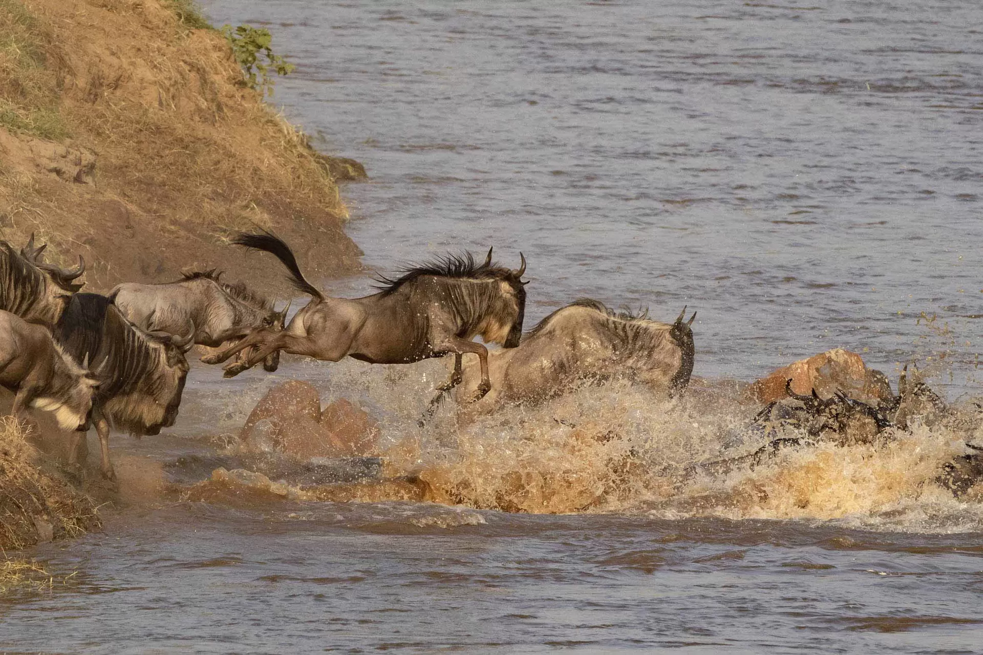 Wildebeest leaping into the river during a Great Migration crossing