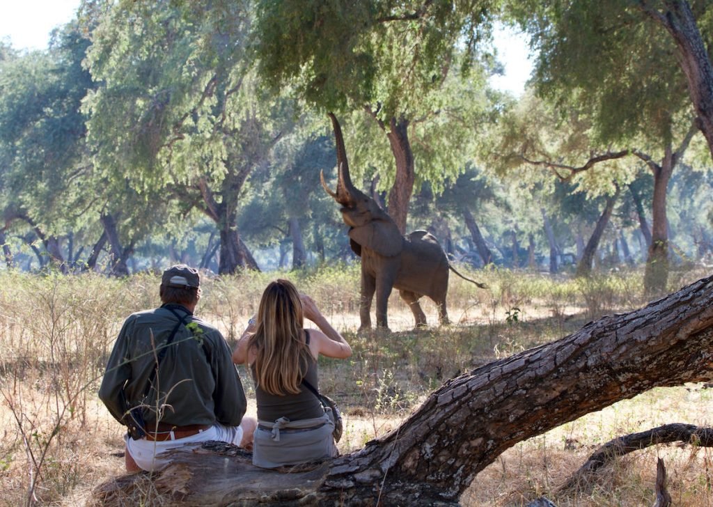 Two travellers watching an elephant on a guided safari